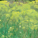 Long Island Mammoth, Dill - BoxGardenSeedsLLC -Culinary/Medicinal Herbs - Seeds