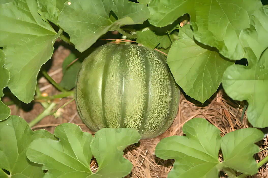 Minnesota Midget, Cantaloupe, -- BoxGardenSeedsLLC -Melons, Cantaloupe - Seeds