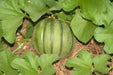 Minnesota Midget, Cantaloupe, -- BoxGardenSeedsLLC -Melons, Cantaloupe - Seeds