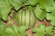 Minnesota Midget, Cantaloupe - BoxGardenSeedsLLC - Melons, Cantaloupe - Seeds - USA Seller, Thank you for shopping here today, Naturally Grown GMO Free Seeds, Heirloom Open Pollinated Seeds, Fresh Top Quality Premium Seeds