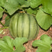 Minnesota Midget, Cantaloupe, - BoxGardenSeedsLLC -Melons, Cantaloupe - Seeds