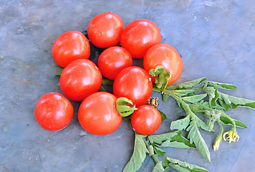 Mexico Midget, Tomato, -- BoxGardenSeedsLLC -Tomatoes,Tomatillos - Seeds