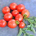 Mexico Midget, Tomato, - BoxGardenSeedsLLC -Tomatoes,Tomatillos - Seeds