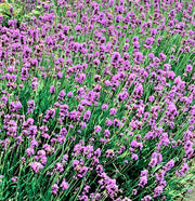 Lavender Munstead (English Lavender), Culinary & Medicinal Herbs - BoxGardenSeedsLLC - Culinary/Medicinal Herbs - Seeds - USA Seller, Thank you for shopping here today, Naturally Grown GMO Free Seeds, Heirloom Open Pollinated Seeds, Fresh Top Quality Premium Seeds