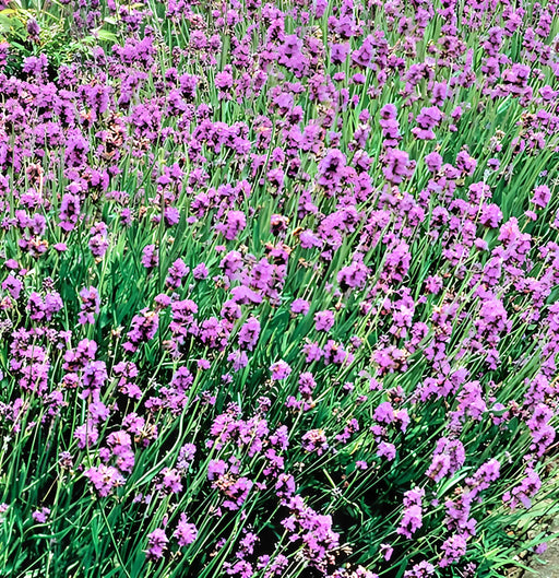 Lavender Munstead (English Lavender), Culinary & Medicinal Herbs, - BoxGardenSeedsLLC -Culinary/Medicinal Herbs - Seeds