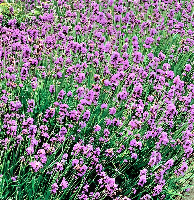 Lavender Munstead (English Lavender), Culinary & Medicinal Herbs, - BoxGardenSeedsLLC -Culinary/Medicinal Herbs - Seeds