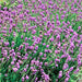 Lavender Munstead (English Lavender), Culinary & Medicinal Herbs, - BoxGardenSeedsLLC -Culinary/Medicinal Herbs - Seeds