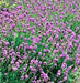 Lavender Munstead (English Lavender), Culinary & Medicinal Herbs, -- BoxGardenSeedsLLC -Culinary/Medicinal Herbs - Seeds