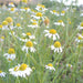 Roman, Chamomile, - BoxGardenSeedsLLC -Culinary/Medicinal Herbs - Seeds