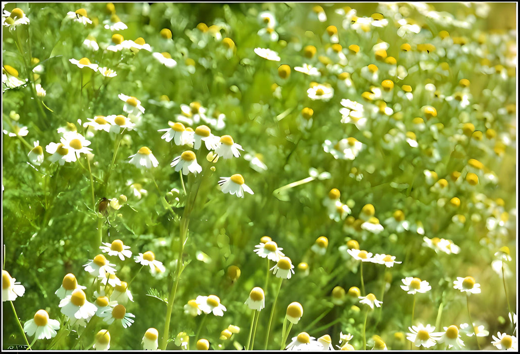 Roman, Chamomile, -- BoxGardenSeedsLLC -Culinary/Medicinal Herbs - Seeds