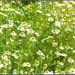 Roman, Chamomile, - BoxGardenSeedsLLC -Culinary/Medicinal Herbs - Seeds