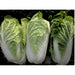 Matsushima, Japanese Napa Cabbage, -- BoxGardenSeedsLLC -Cabbage, Kale - Seeds