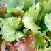 Lettuce, Gourmet Mix, - BoxGardenSeedsLLC -Lettuce - Seeds