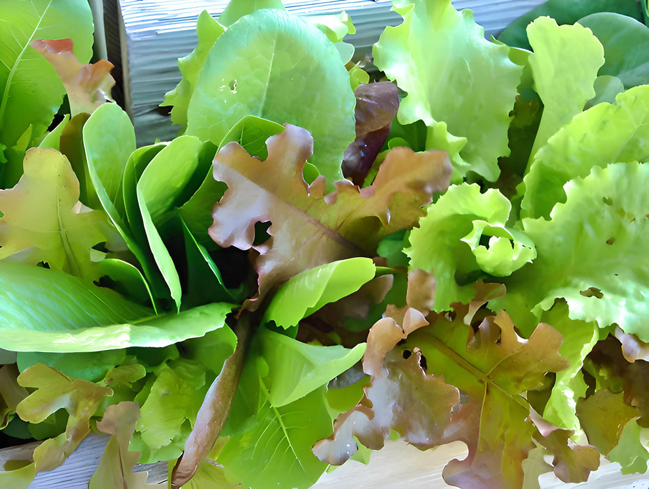 Lettuce, Gourmet Mix, - BoxGardenSeedsLLC -Lettuce - Seeds