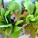 Lettuce, Gourmet Mix, - BoxGardenSeedsLLC -Lettuce - Seeds