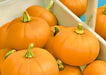 Spookie, Pumpkin, -- BoxGardenSeedsLLC -Squash,Pumpkins - Seeds