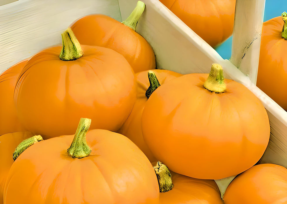 Spookie, Pumpkin, -- BoxGardenSeedsLLC -Squash,Pumpkins - Seeds