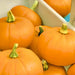 Spookie, Pumpkin, - BoxGardenSeedsLLC -Squash,Pumpkins - Seeds