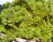 Parsley, Triple Moss Curled - BoxGardenSeedsLLC - Culinary/Medicinal Herbs - Seeds - USA Seller, Thank you for shopping here today, Naturally Grown GMO Free Seeds, Heirloom Open Pollinated Seeds, Fresh Top Quality Premium Seeds