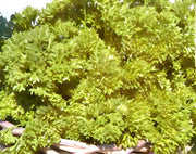 Parsley, Triple Moss Curled - BoxGardenSeedsLLC - Culinary/Medicinal Herbs - Seeds - USA Seller, Thank you for shopping here today, Naturally Grown GMO Free Seeds, Heirloom Open Pollinated Seeds, Fresh Top Quality Premium Seeds