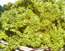 Parsley, Triple Moss Curled, -- BoxGardenSeedsLLC -Culinary/Medicinal Herbs - Seeds