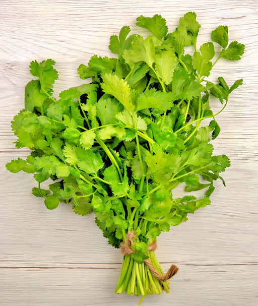 Cilantro Leisure, Culinary & Medicinal Herbs, -- BoxGardenSeedsLLC -Culinary/Medicinal Herbs - Seeds