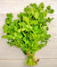 Cilantro Leisure, Culinary & Medicinal Herbs, -- BoxGardenSeedsLLC -Culinary/Medicinal Herbs - Seeds