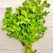 Cilantro Leisure, Culinary & Medicinal Herbs, - BoxGardenSeedsLLC -Culinary/Medicinal Herbs - Seeds