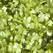 Cilantro Leisure, Culinary & Medicinal Herbs, - BoxGardenSeedsLLC -Culinary/Medicinal Herbs - Seeds