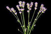 Vera Lavender, Culinary & Medicinal Herbs - BoxGardenSeedsLLC - Culinary/Medicinal Herbs - Seeds - USA Seller, Thank you for shopping here today, Naturally Grown GMO Free Seeds, Heirloom Open Pollinated Seeds, Fresh Top Quality Premium Seeds