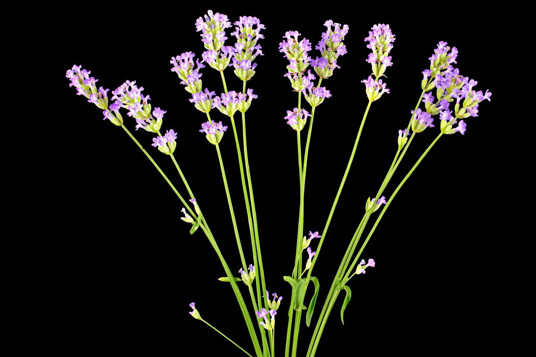 Vera Lavender, Culinary & Medicinal Herbs, -- BoxGardenSeedsLLC -Culinary/Medicinal Herbs - Seeds