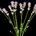 Vera Lavender, Culinary & Medicinal Herbs, - BoxGardenSeedsLLC -Culinary/Medicinal Herbs - Seeds