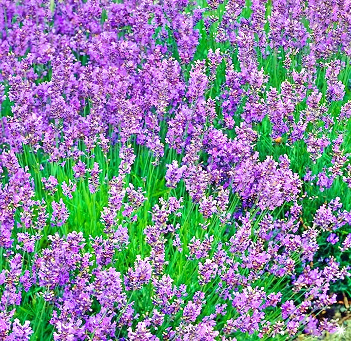 Vera Lavender, Culinary & Medicinal Herbs, -- BoxGardenSeedsLLC -Culinary/Medicinal Herbs - Seeds