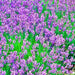 Vera Lavender, Culinary & Medicinal Herbs, - BoxGardenSeedsLLC -Culinary/Medicinal Herbs - Seeds