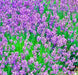 Vera Lavender, Culinary & Medicinal Herbs, -- BoxGardenSeedsLLC -Culinary/Medicinal Herbs - Seeds