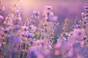 Vera Lavender, Culinary & Medicinal Herbs - BoxGardenSeedsLLC - Culinary/Medicinal Herbs - Seeds - USA Seller, Thank you for shopping here today, Naturally Grown GMO Free Seeds, Heirloom Open Pollinated Seeds, Fresh Top Quality Premium Seeds