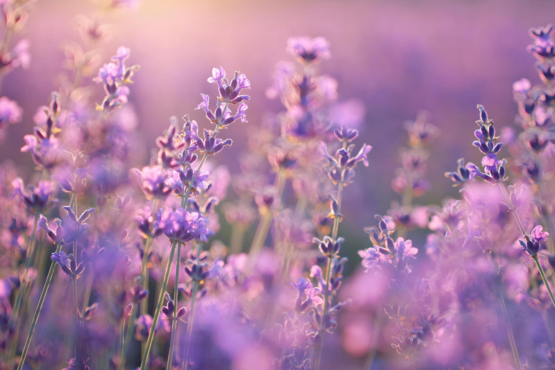 Vera Lavender, Culinary & Medicinal Herbs - BoxGardenSeedsLLC - Culinary/Medicinal Herbs - Seeds - USA Seller, Thank you for shopping here today, Naturally Grown GMO Free Seeds, Heirloom Open Pollinated Seeds, Fresh Top Quality Premium Seeds