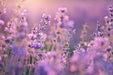 Vera Lavender, Culinary & Medicinal Herbs, -- BoxGardenSeedsLLC -Culinary/Medicinal Herbs - Seeds