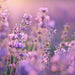 Vera Lavender, Culinary & Medicinal Herbs, - BoxGardenSeedsLLC -Culinary/Medicinal Herbs - Seeds