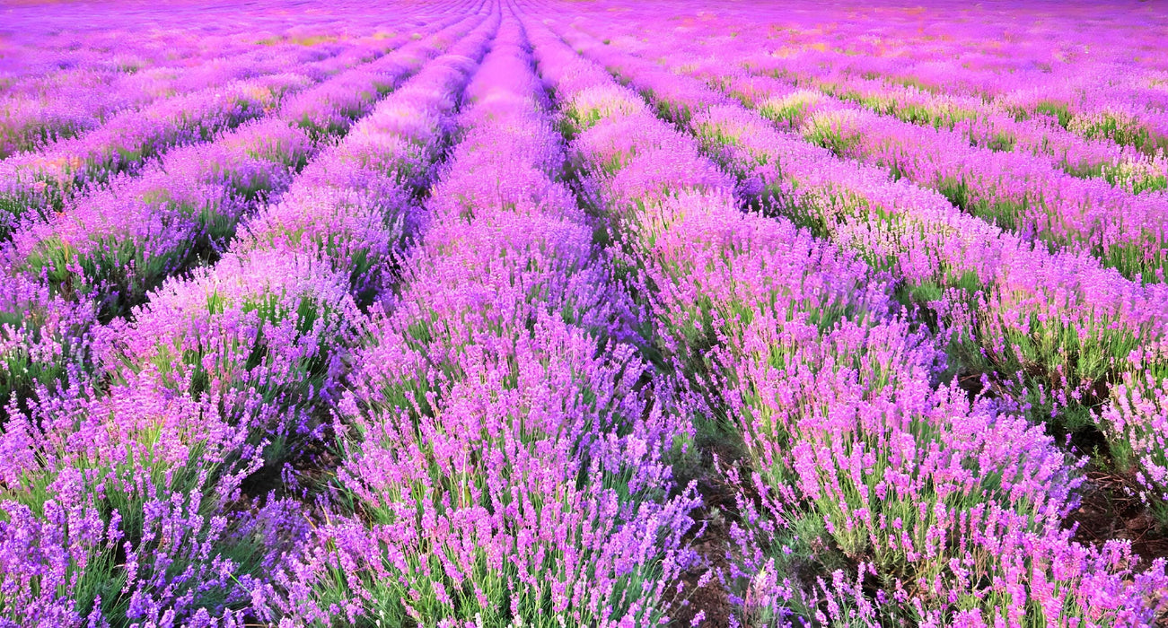 Vera Lavender, Culinary & Medicinal Herbs, -- BoxGardenSeedsLLC -Culinary/Medicinal Herbs - Seeds