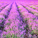 Vera Lavender, Culinary & Medicinal Herbs, - BoxGardenSeedsLLC -Culinary/Medicinal Herbs - Seeds