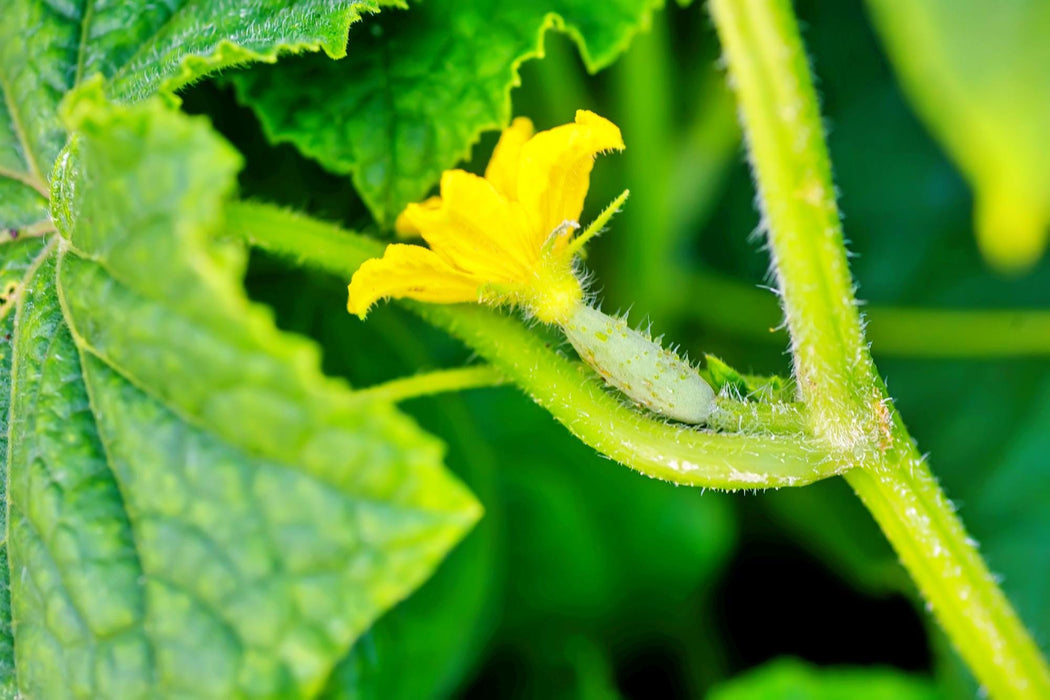 Spacemaster 80 Cucumber -- BoxGardenSeedsLLC -Cucumbers - Seeds