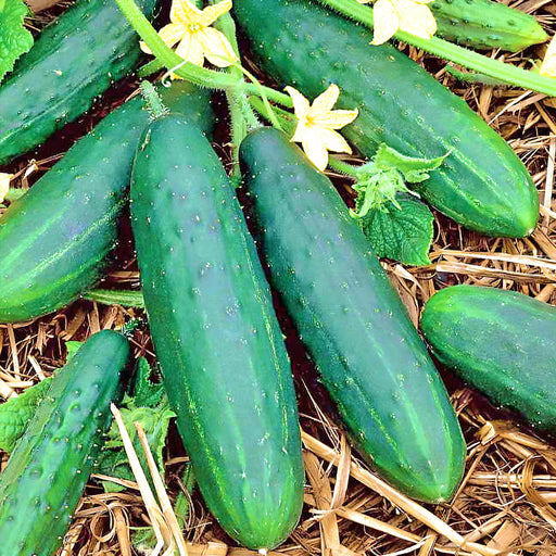 Spacemaster 80 Cucumber - BoxGardenSeedsLLC -Cucumbers - Seeds