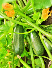 Zucchini Summer Squash, Seed Collection - BoxGardenSeedsLLC - Squash,Pumpkins - Seeds - USA Seller, Thank you for shopping here today, Naturally Grown GMO Free Seeds, Heirloom Open Pollinated Seeds, Fresh Top Quality Premium Seeds