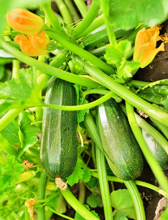 Zucchini Summer Squash, Seed Kit, -- BoxGardenSeedsLLC -Squash,Pumpkins - Seeds