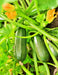 Zucchini Summer Squash, Seed Kit, -- BoxGardenSeedsLLC -Squash,Pumpkins - Seeds