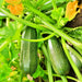 Zucchini Summer Squash, Seed Kit, - BoxGardenSeedsLLC -Squash,Pumpkins - Seeds