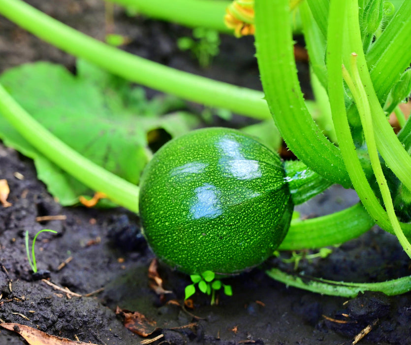 Zucchini Summer Squash, Seed Kit, - BoxGardenSeedsLLC -Squash,Pumpkins - Seeds