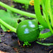 Zucchini Summer Squash, Seed Kit, - BoxGardenSeedsLLC -Squash,Pumpkins - Seeds