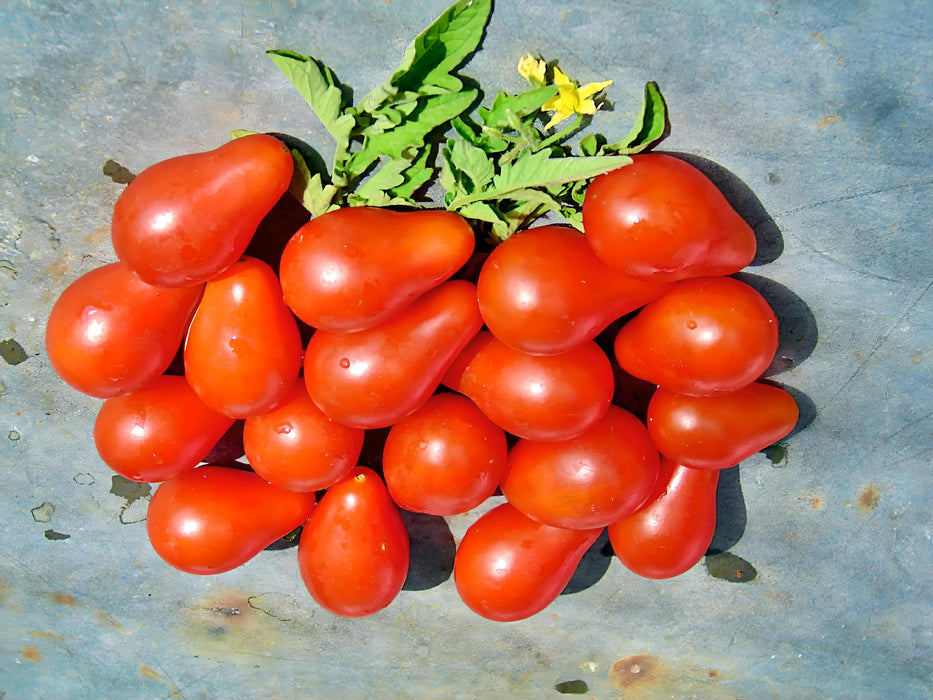 Red Pear, Tomato, -- BoxGardenSeedsLLC -Tomatoes,Tomatillos - Seeds